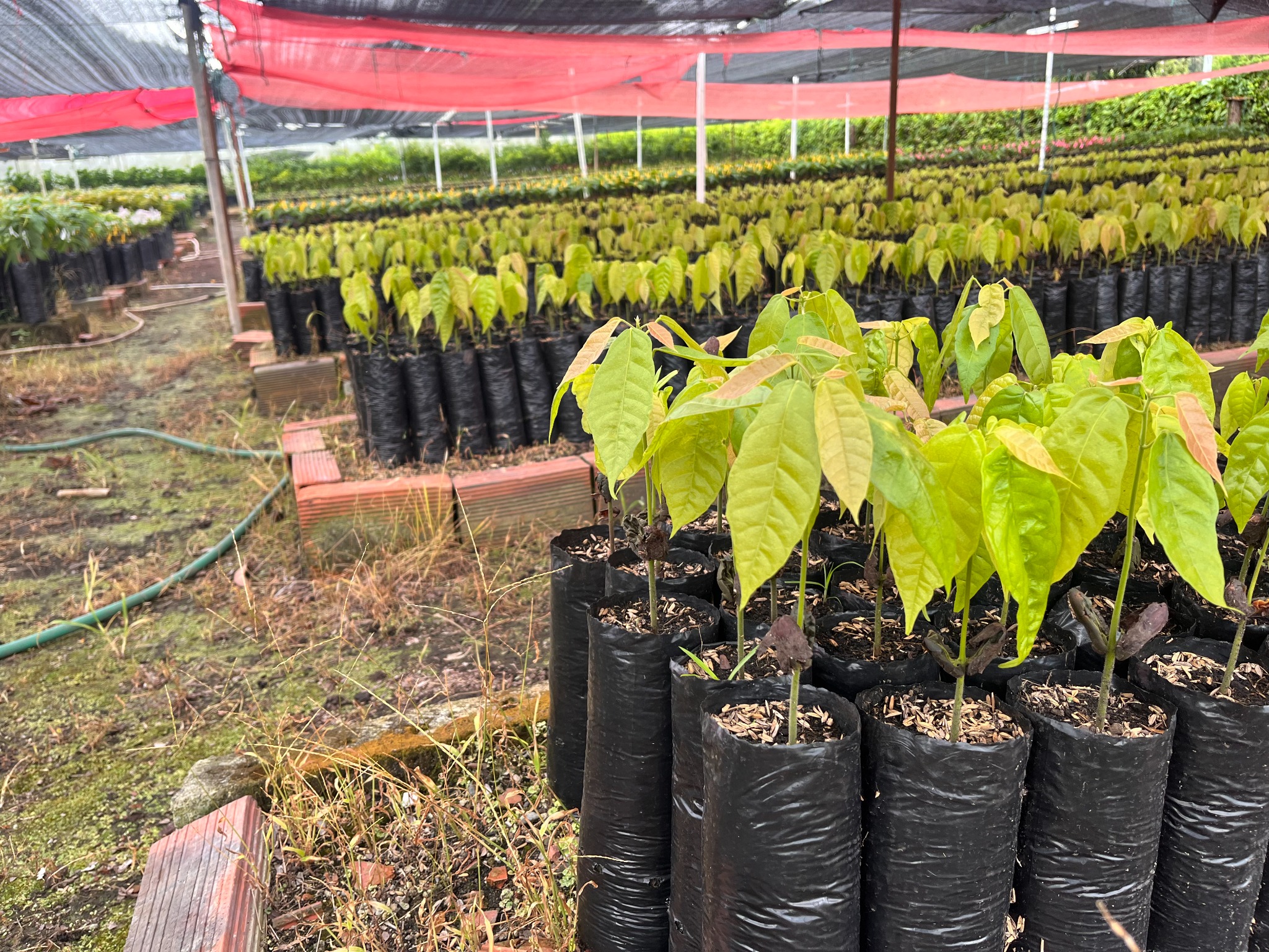 Cacao